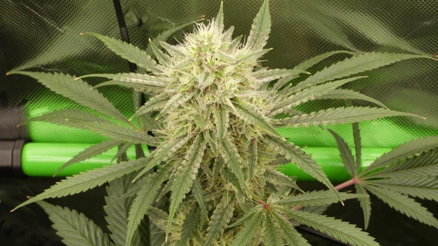 Mendo Guava Automatic. Week 10