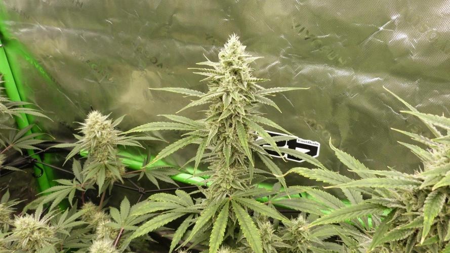 Mendo Guava Auto. Week 10