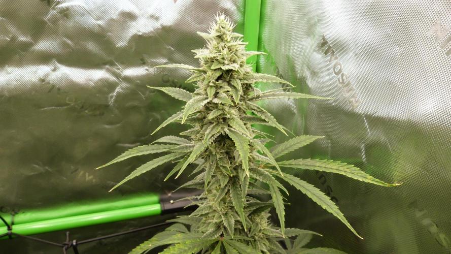 Banana Guava. Week 10