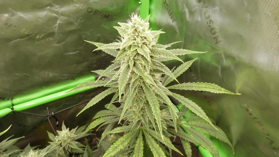 Banana Guava. Week 10