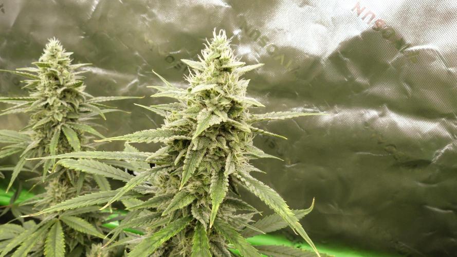 Banana Guava. Week 10