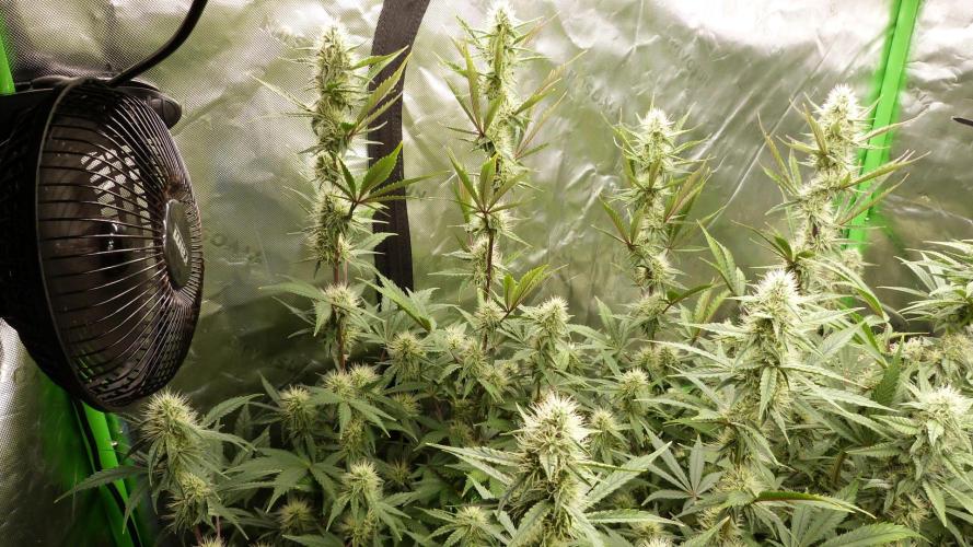 Guava Sundae Automatic. Week 9