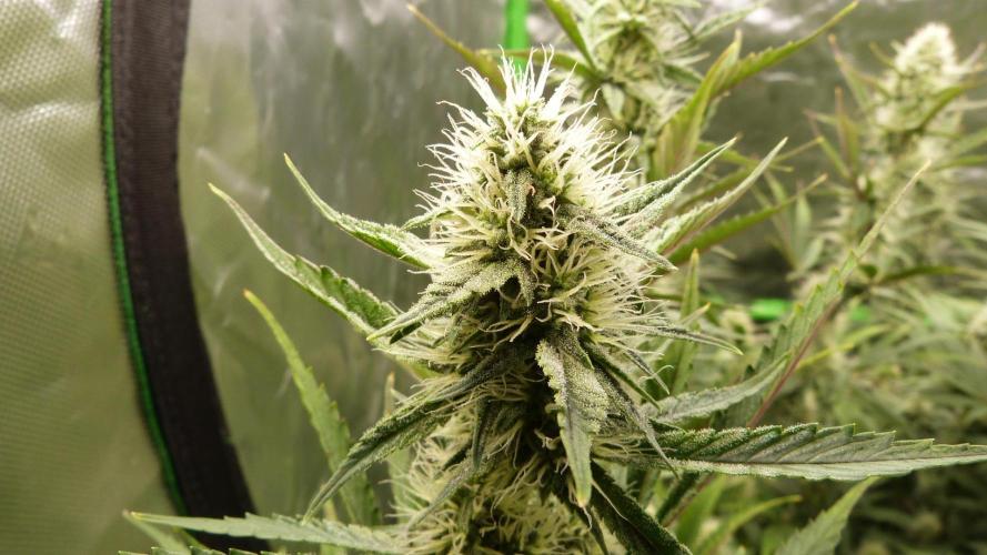 Guava Sundae Automatic. Week 9