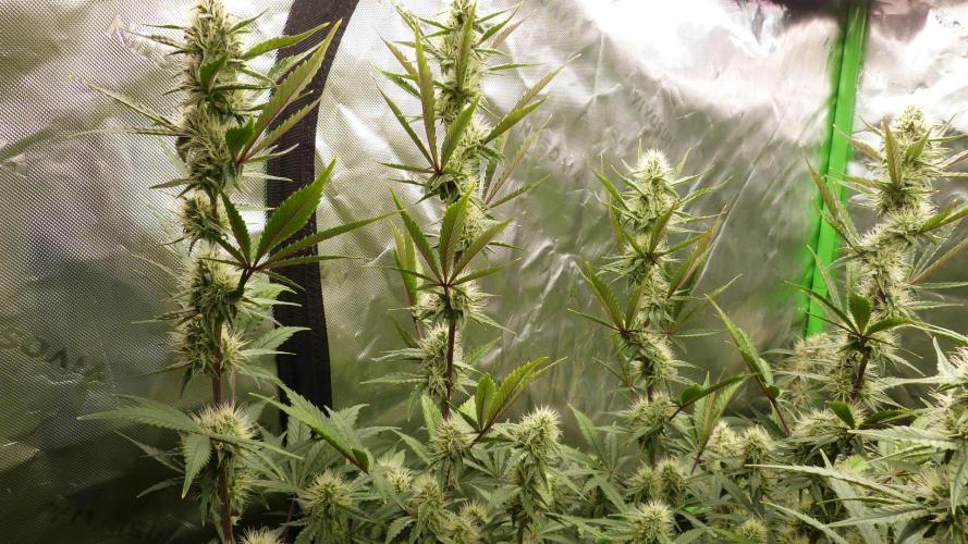 Guava Sundae Automatic. Week 9