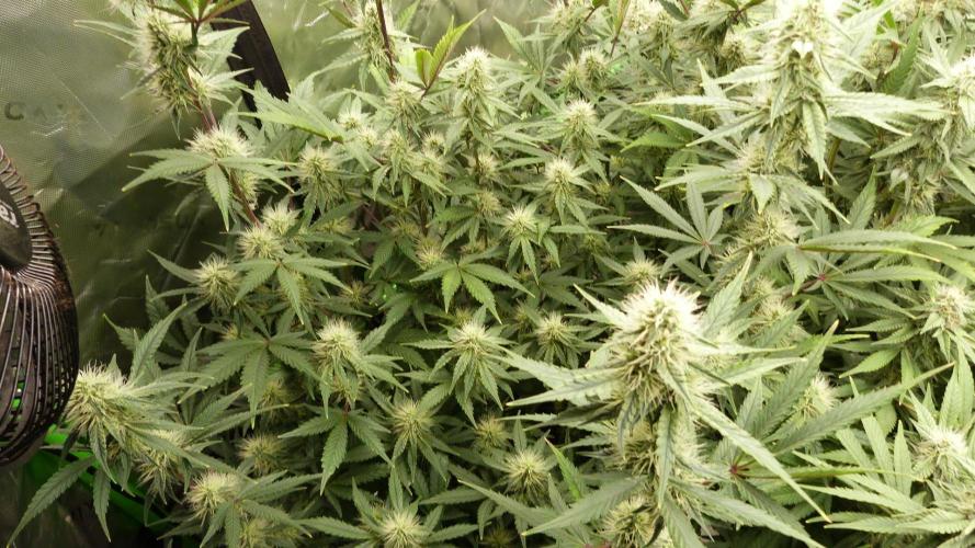 Guava Sundae Automatic. Week 9