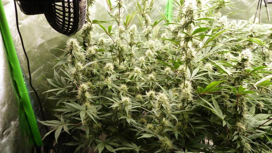 Guava Sundae Auto. Week 9