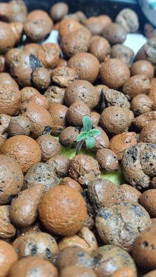 NEW Lemon Cherry Sundae RDWC. Week 1