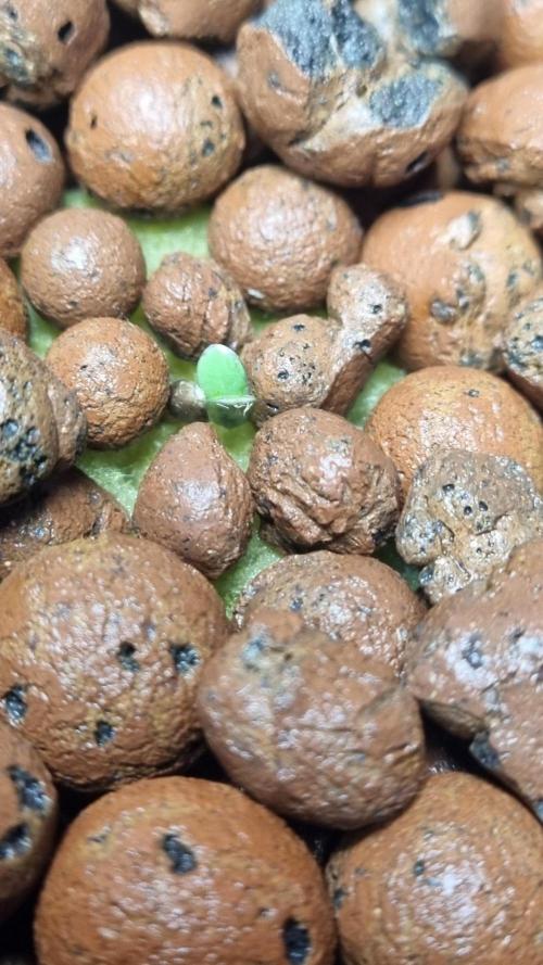 NEW Mango Cherry Runtz Automatic RDWC. Week 1