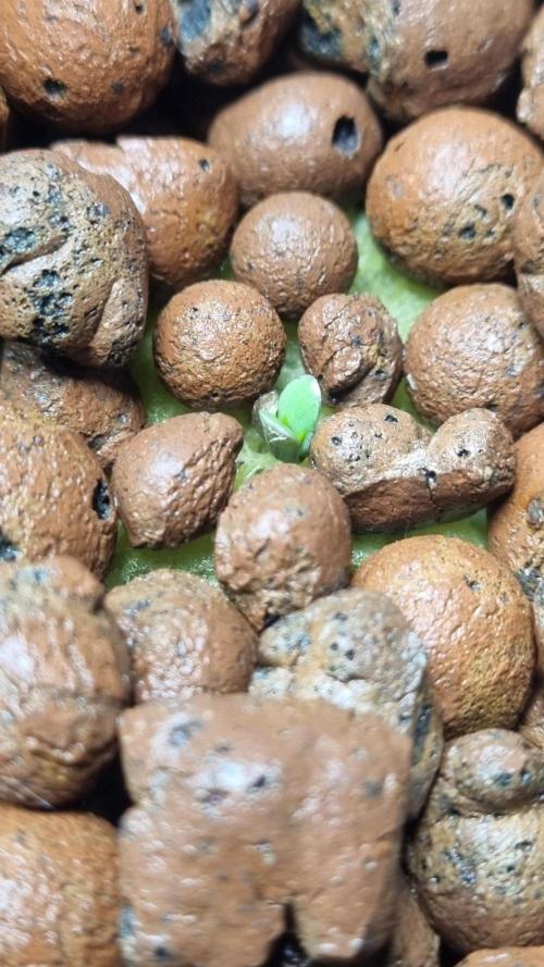 NEW Mango Cherry Runtz Automatic RDWC. Week 1