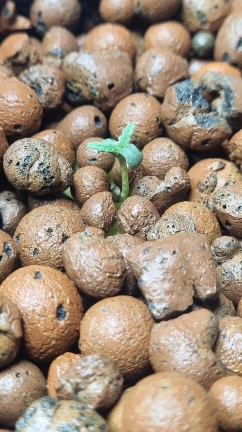 NEW Mango Cherry Runtz Automatic RDWC. Week 1
