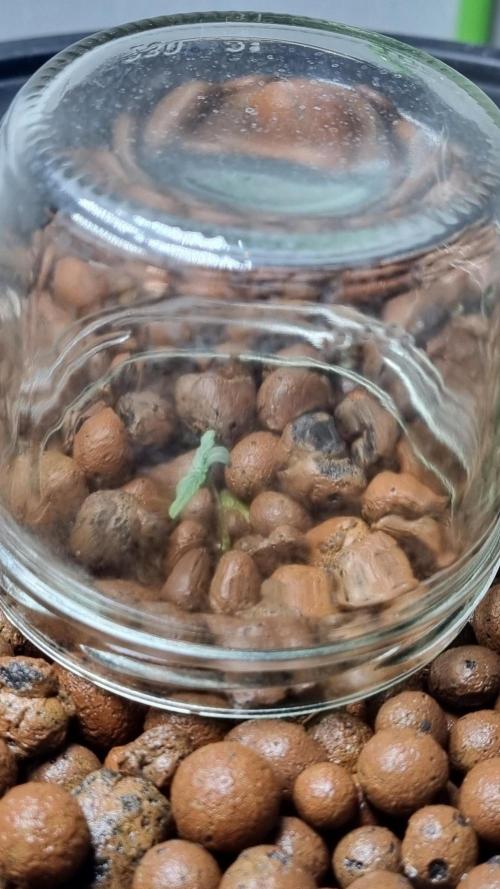 NEW Mango Cherry Runtz Automatic RDWC. Week 1