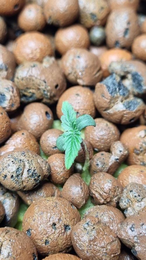 NEW Mango Cherry Runtz Automatic RDWC. Week 1