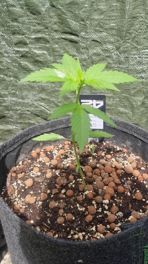 Outdoor Lemon Cherry Cookies Automatic