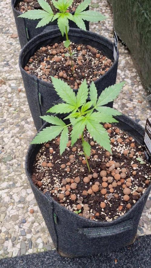 Outdoor Lemon Cherry Cookies Automatic