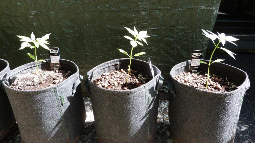 Outdoor Lemon Cherry Cookies Automatic. Week 4