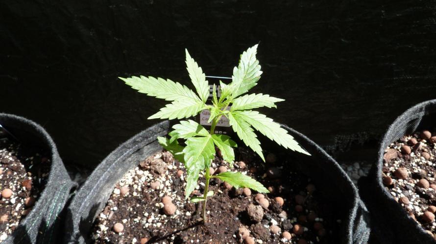 Outdoor Lemon Cherry Cookies Automatic. Week 4