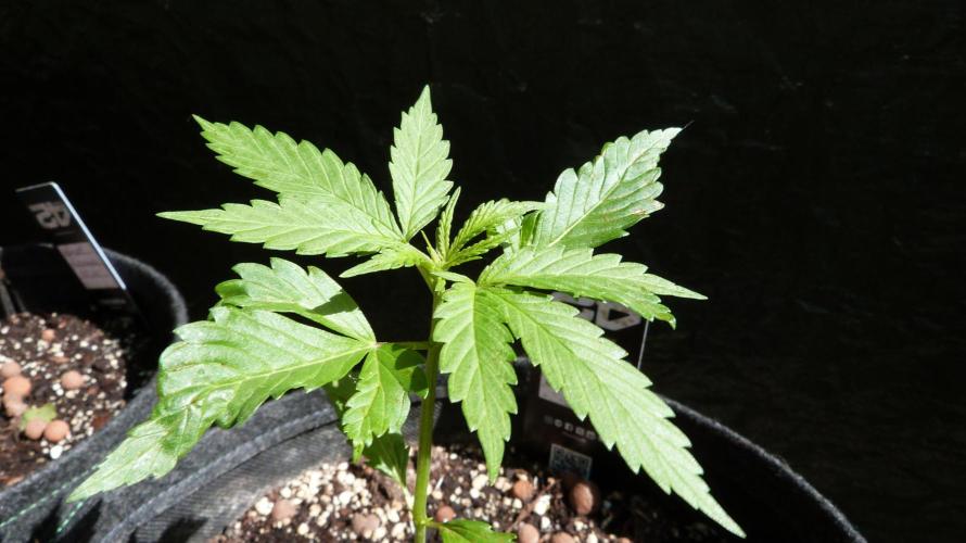 Outdoor Lemon Cherry Cookies Automatic. Week 4