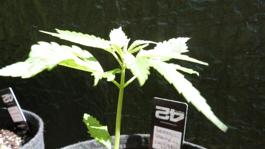 Outdoor Lemon Cherry Cookies Automatic. Week 4