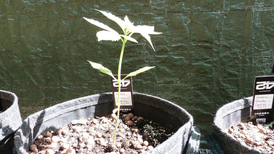Outdoor Lemon Cherry Cookies Automatic. Week 4