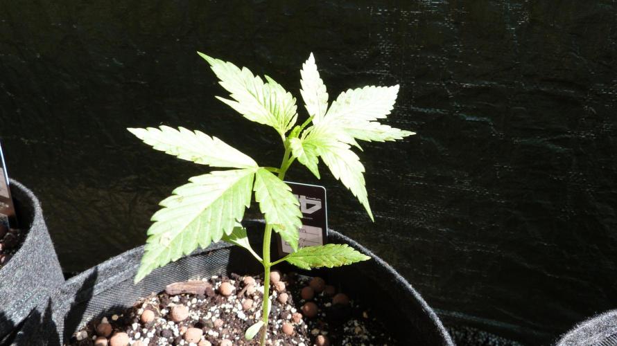 Outdoor Lemon Cherry Cookies Automatic. Week 4
