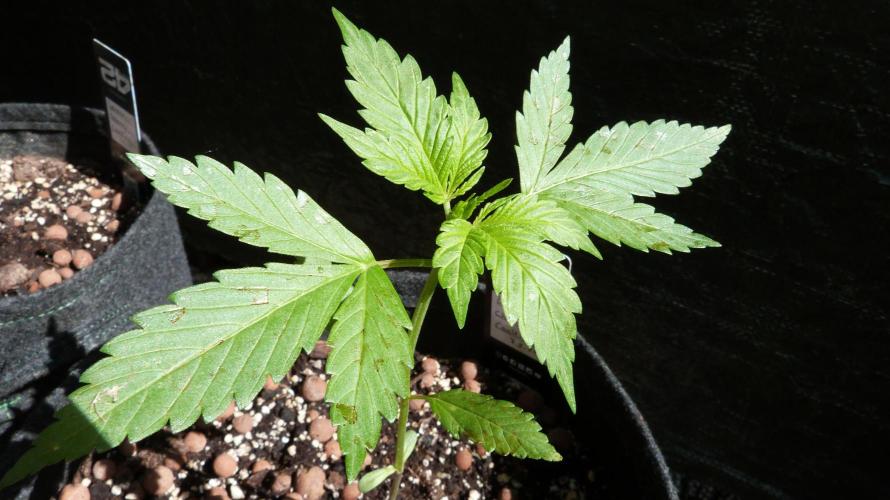 Outdoor Lemon Cherry Cookies Automatic. Week 4