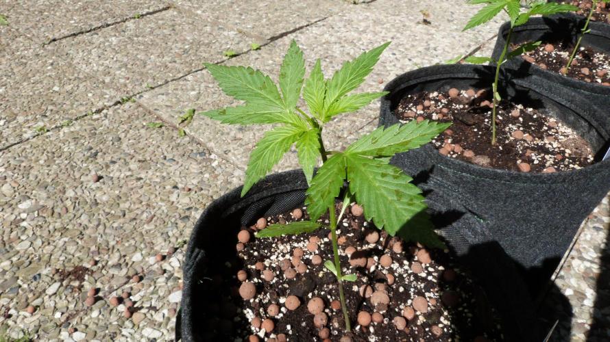 Outdoor Lemon Cherry Cookies Automatic. Week 4