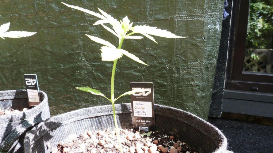 Outdoor Lemon Cherry Cookies Automatic. Week 4