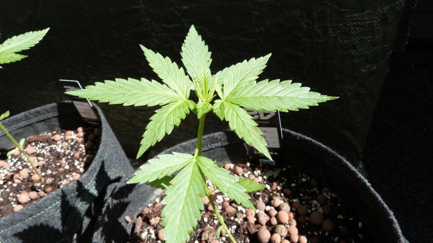 Outdoor Lemon Cherry Cookies Automatic. Week 4