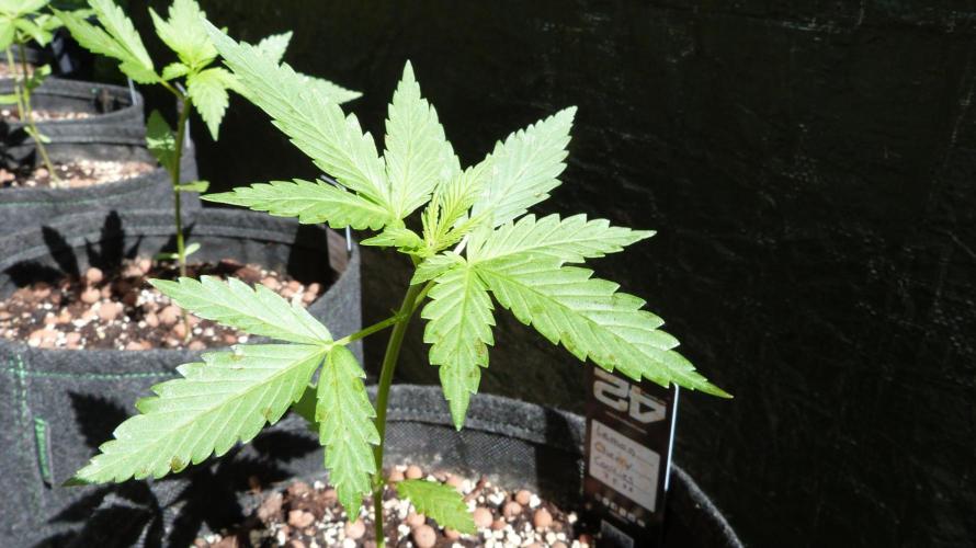 Outdoor Lemon Cherry Cookies Automatic. Week 4