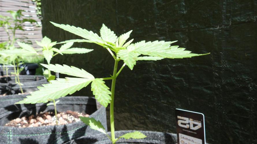 Outdoor Lemon Cherry Cookies Automatic. Week 4