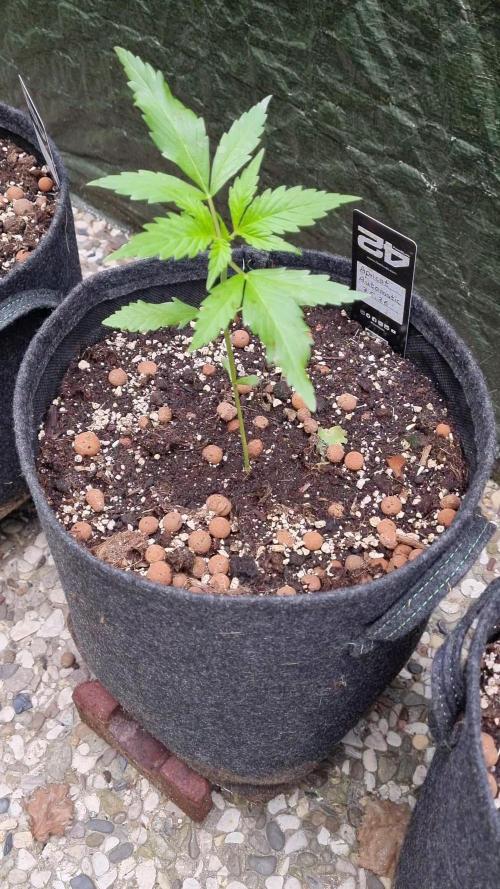 OUTDOOR Apricot Automatic FastBuds