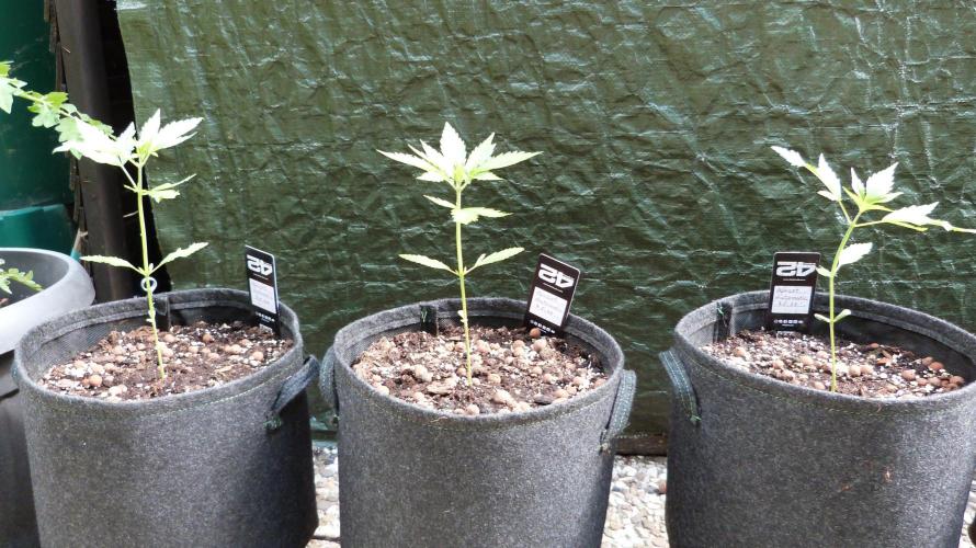 OUTDOOR Apricot Automatic FastBuds. Week 4