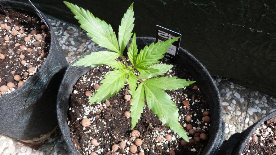 OUTDOOR Apricot Automatic FastBuds. Week 4