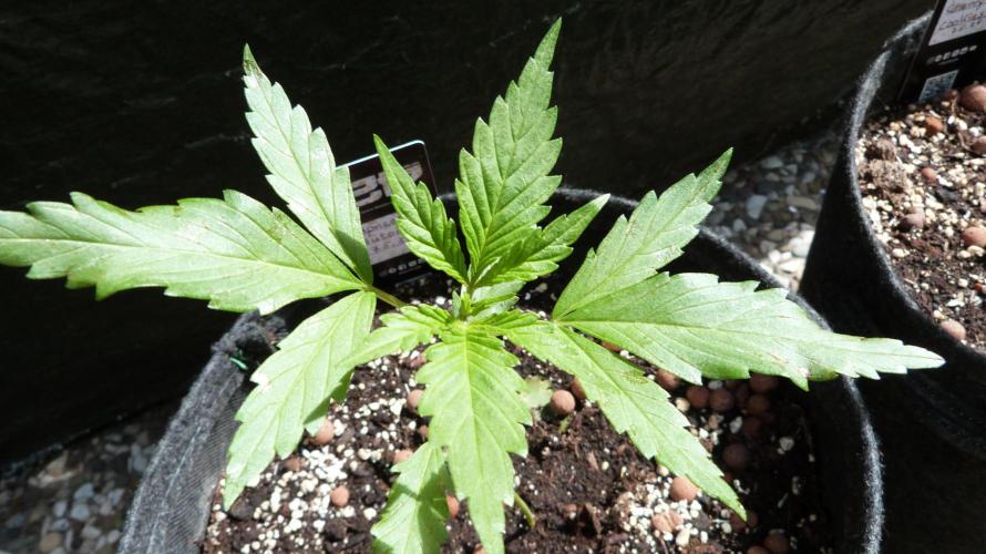OUTDOOR Apricot Automatic FastBuds. Week 4