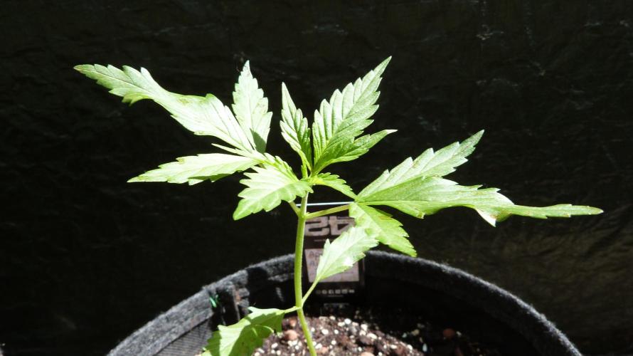 OUTDOOR Apricot Automatic FastBuds. Week 4