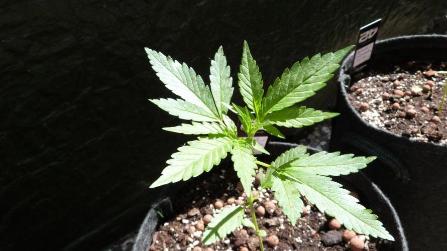 OUTDOOR Apricot Automatic FastBuds. Week 4