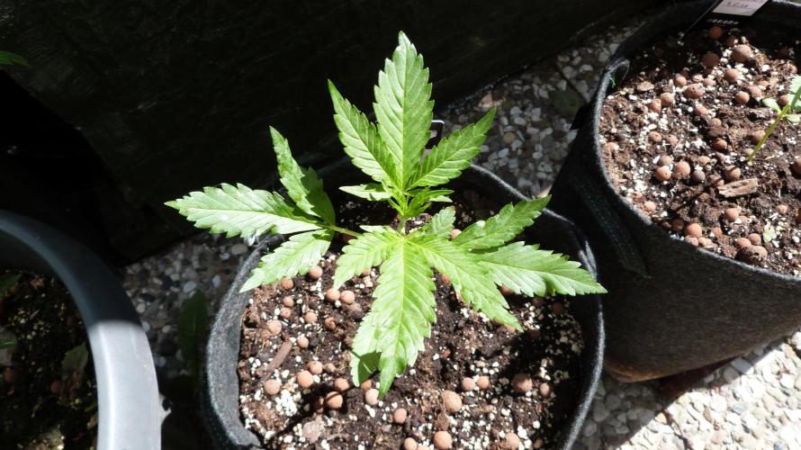 OUTDOOR Apricot Automatic FastBuds. Week 4
