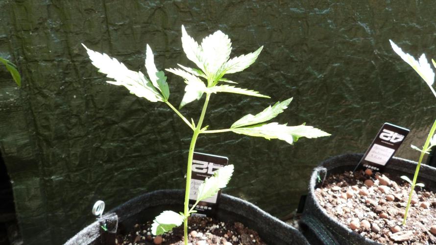 OUTDOOR Apricot Automatic FastBuds. Week 4