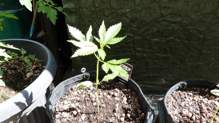 OUTDOOR Apricot Automatic FastBuds. Week 4