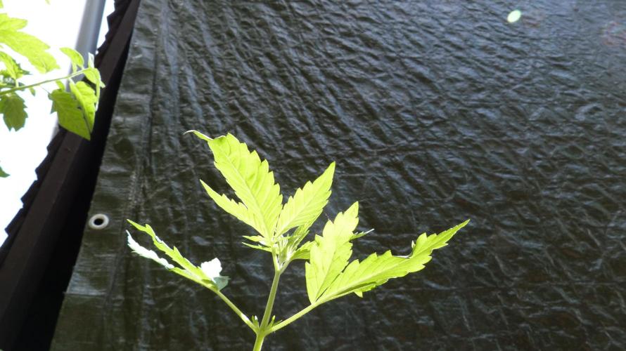 OUTDOOR Apricot Automatic FastBuds. Week 4