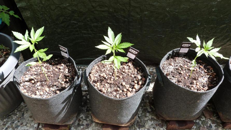 Apricot Auto. Week 4