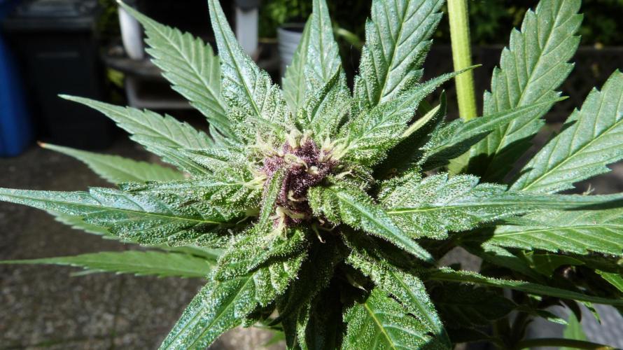 Strawberry Gorilla RF3 AUTOMATIC. Week 10