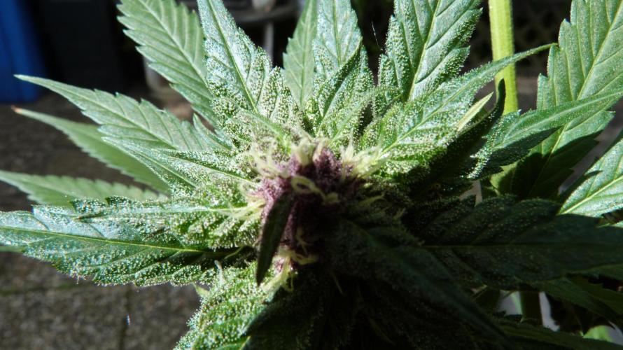 Strawberry Gorilla RF3 AUTOMATIC. Week 10