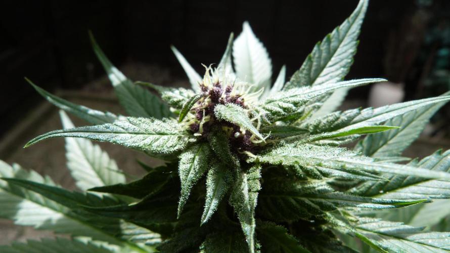 Strawberry Gorilla RF3 AUTOMATIC. Week 10