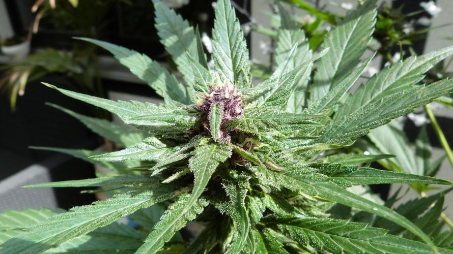 Strawberry Gorilla RF3 AUTOMATIC. Week 10