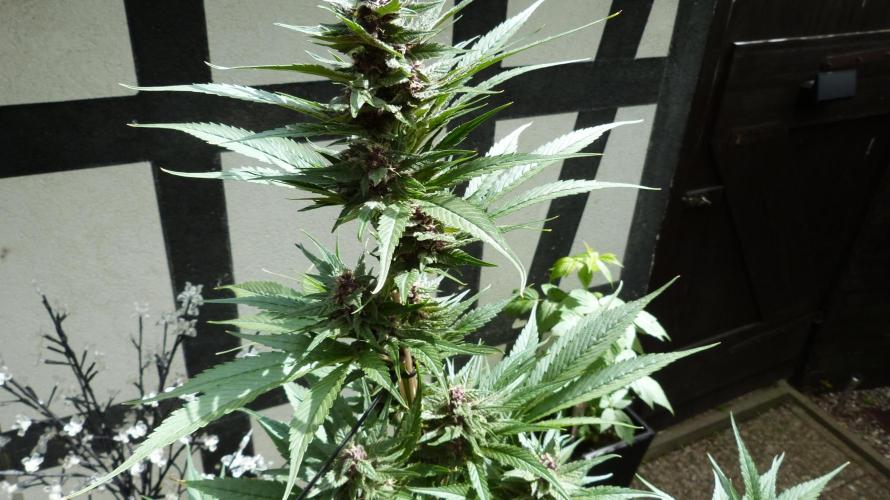 Strawberry Gorilla RF3 AUTOMATIC. Week 10