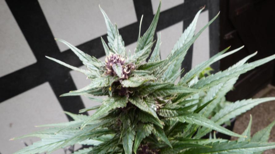 Strawberry Gorilla RF3 AUTOMATIC. Week 10