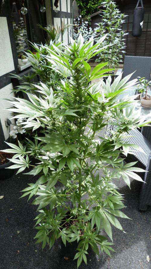 Strawberry Gorilla Automatic Fastbuds. Week 10