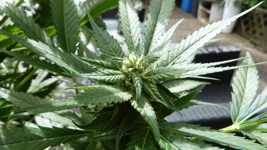 Strawberry Gorilla Automatic Fastbuds. Week 10