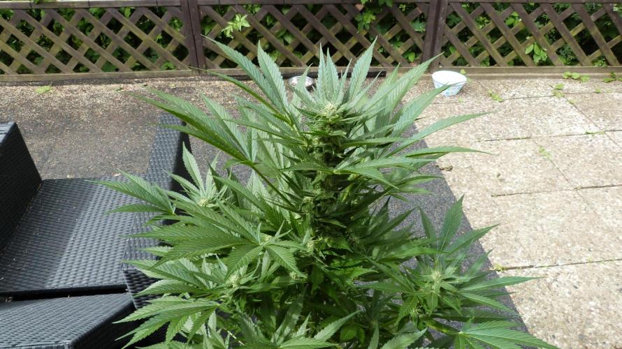 Strawberry Gorilla Automatic Fastbuds. Week 10